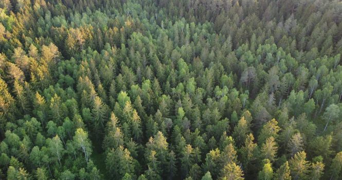 photo-Bosque photo-Bosque